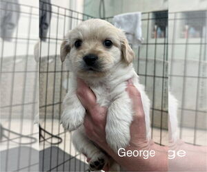 Maltese-Unknown Mix Dogs for adoption in Bellevue, WA, USA