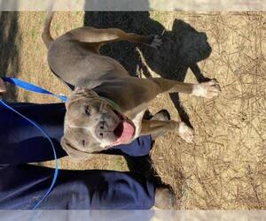 Bullboxer Pit Dogs for adoption in Hull, MA, USA