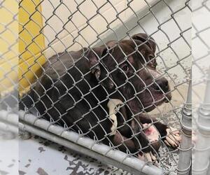 American Staffordshire Terrier-Unknown Mix Dogs for adoption in Anchorage, AK, USA
