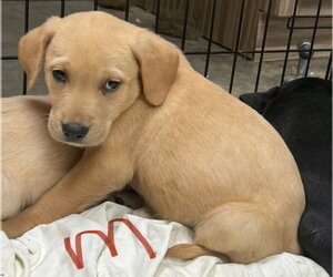 Golden Labrador Dogs for adoption in SHERBURNE, NY, USA
