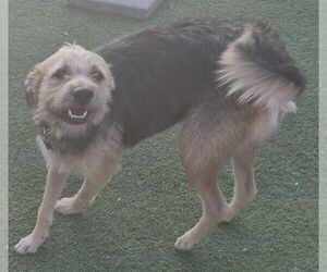 Border Terrier-Unknown Mix Dogs for adoption in Carrollton, TX, USA