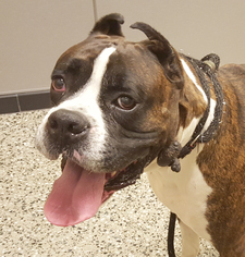Boxer-Unknown Mix Dogs for adoption in Evanston, IL, USA