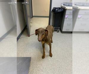 Doberman Pinscher-Unknown Mix Dogs for adoption in Visalia, CA, USA