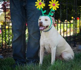 American Pit Bull Terrier-Unknown Mix Dogs for adoption in Dublin, VA, USA