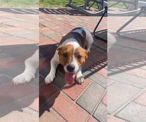 Corgi Basset Dogs for adoption in Holly Springs, NC, USA
