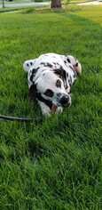 Dalmatian Dogs for adoption in Glen Haven, WI, USA