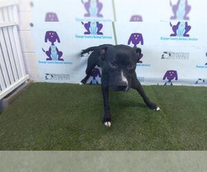 Great Dane-Labrador Retriever Mix Dogs for adoption in Orlando, FL, USA