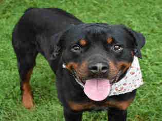Medium Photo #1 Rottweiler Puppy For Sale in Westminster, MD, USA