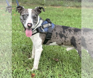 Catahoula Leopard Dog-Unknown Mix Dogs for adoption in Rockaway, NJ, USA