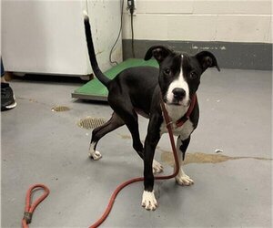 American Pit Bull Terrier-Unknown Mix Dogs for adoption in Peoria, IL, USA