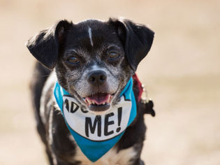 Boston Huahua Dogs for adoption in Pacific Grove, CA, USA