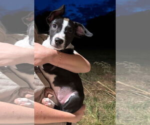 Chihuahua-Unknown Mix Dogs for adoption in Germantown, OH, USA