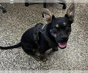 American Pit Bull Terrier-Unknown Mix Dogs for adoption in Tracy, CA, USA
