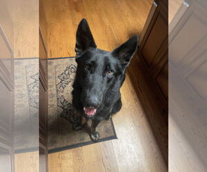 German Shepherd Dog Dogs for adoption in La Grange , NC, USA