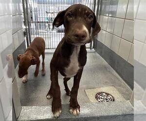 Mutt Dogs for adoption in San Antonio, TX, USA