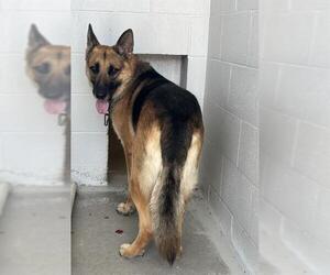 German Shepherd Dog Dogs for adoption in Rosenberg, TX, USA
