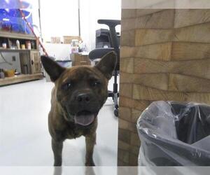 Chow Chow Dogs for adoption in Temple, TX, USA