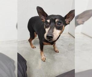 Miniature Pinscher Dogs for adoption in Rosenberg, TX, USA