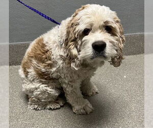 Cocker Spaniel-Unknown Mix Dogs for adoption in Las Vegas, NV, USA