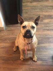 American French Bull Terrier Dogs for adoption in Tucson, AZ, USA