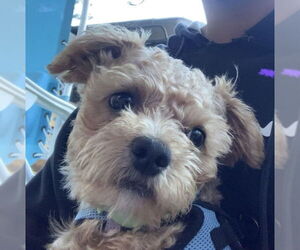 Mutt Dogs for adoption in Westminster, MD, USA