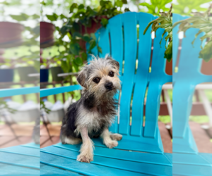 Mutt Dogs for adoption in Pacolet, SC, USA