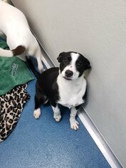 Border Collie Dogs for adoption in Ponca City, OK, USA