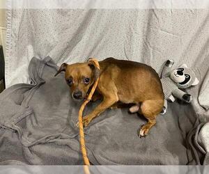 Chihuahua Dogs for adoption in Modesto, CA, USA