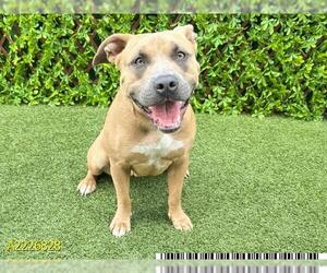 American Bulldog Dogs for adoption in West Palm Beach, FL, USA