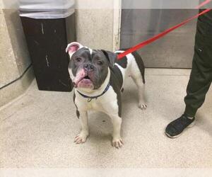 American Pit Bull Terrier-Unknown Mix Dogs for adoption in Riverside, CA, USA