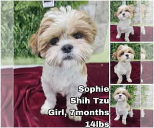 Shih Tzu Dogs for adoption in Seattle, WA, USA