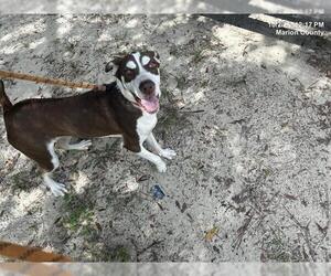 Great Dane-Unknown Mix Dogs for adoption in Ocala, FL, USA
