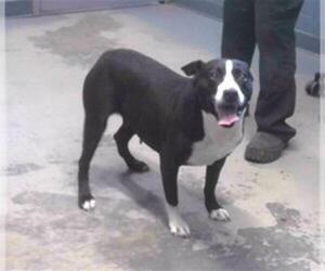 Borador Dogs for adoption in Tallahassee, FL, USA