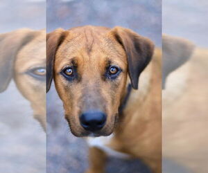 Coonhound-Labrador Retriever Mix Dogs for adoption in Webster, WI, USA