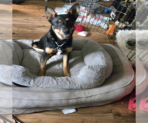 German Shepherd Dog-Unknown Mix Dogs for adoption in Springdale, PA, USA