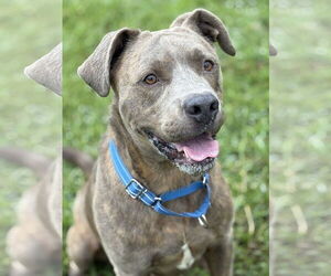 American Pit Bull Terrier-Unknown Mix Dogs for adoption in Virginia Beach, VA, USA