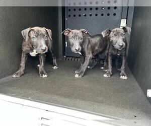 Labrador Retriever-Unknown Mix Dogs for adoption in Orange, CA, USA