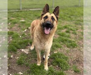 German Shepherd Dog Dogs for adoption in Modesto, CA, USA
