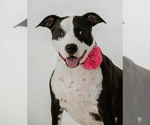 American Staffordshire Terrier-Unknown Mix Dogs for adoption in Concord, NC, USA