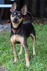 Chipin Dogs for adoption in Holly Springs, NC, USA