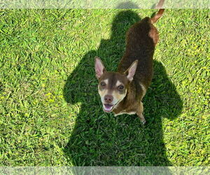 Chiweenie Dogs for adoption in New Orleans, LA, USA