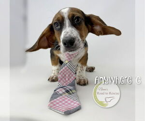 Bagle Hound Dogs for adoption in Benton, LA, USA