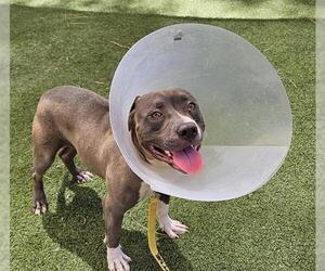 American Pit Bull Terrier-Unknown Mix Dogs for adoption in Las Vegas, NV, USA