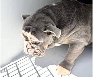 Bulldog Dogs for adoption in Houston, TX, USA