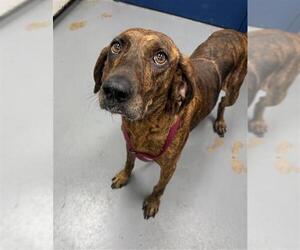 Plott Hound Dogs for adoption in Peoria, IL, USA