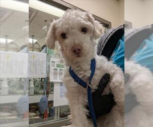 Poodle (Miniature) Dogs for adoption in Martinez, CA, USA