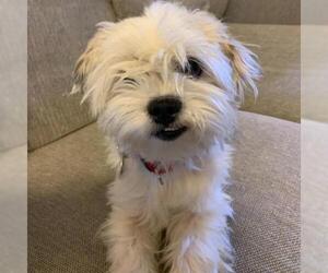 Maltese Dogs for adoption in Woodside, NY, USA