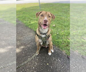 Catahoula Leopard Dog-Unknown Mix Dogs for adoption in St. Augustine, FL, USA