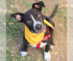 American Staffordshire Terrier-Unknown Mix Dogs for adoption in San Antonio, TX, USA