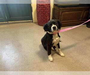 Cavalier King Charles Spaniel Dogs for adoption in Pasadena, CA, USA